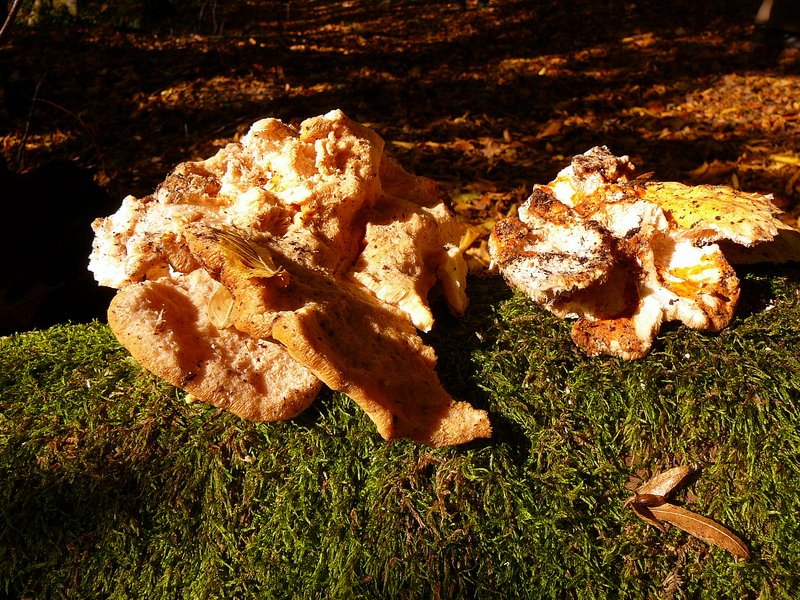 Laetiporus sulfureus Polypore souffré